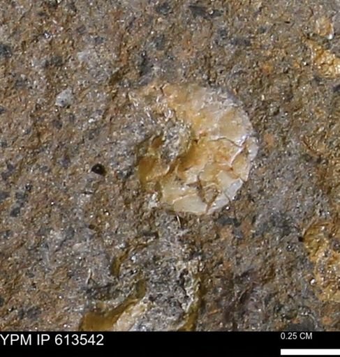 Scaphites sp.