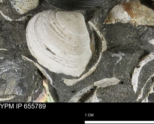 Limopsis striatopunctatus