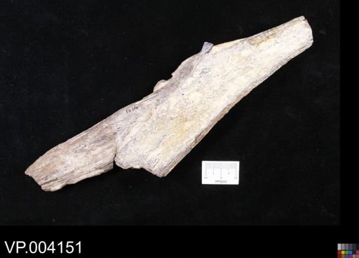 Protosphyraena sp.