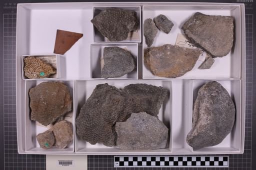 mixed taxa, stratigraphic collection