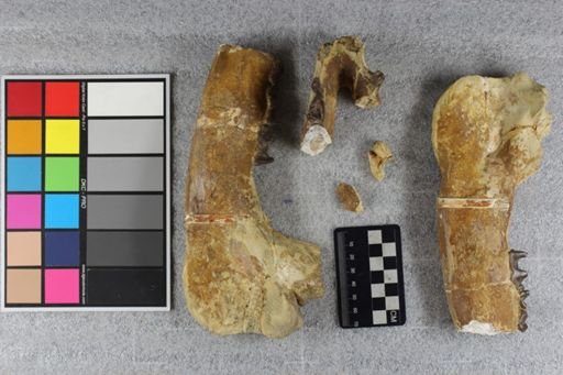 Caenopus sp.