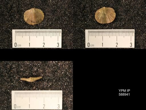 Dalmanella testudinaria emacerata