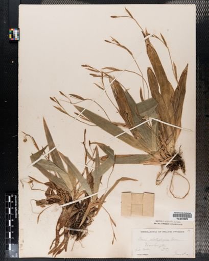 Carex platyphylla