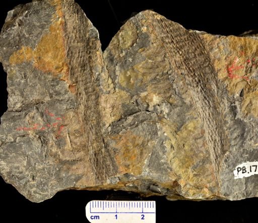 Colpodexylon deatsii