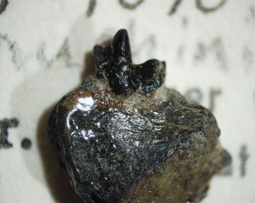 cf. Unuchinia dysmathes