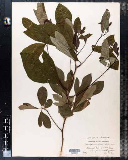 Sassafras albidum
