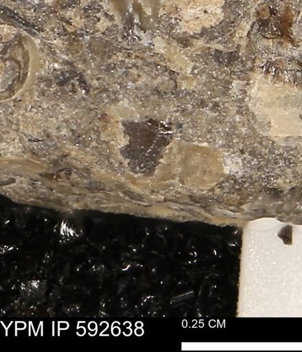 undet. Mollusca