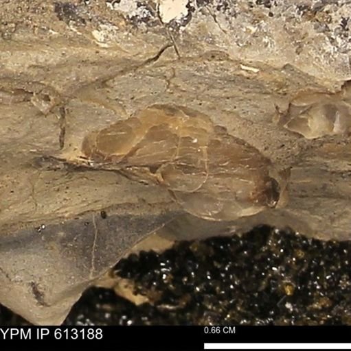 Baculites sp.