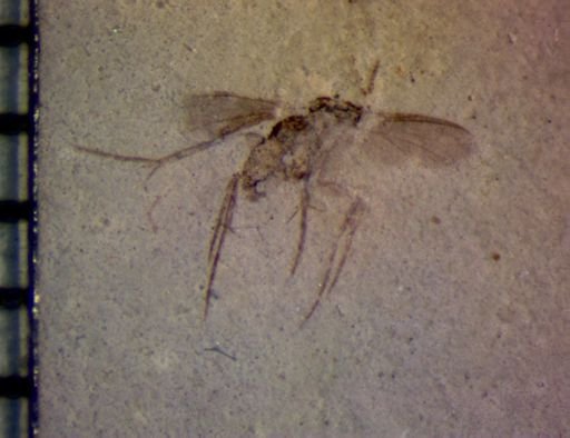 undet. Diptera