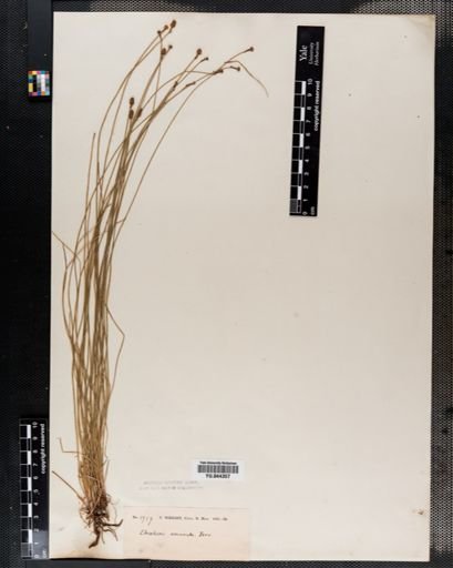 Eleocharis