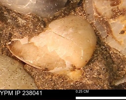 Protocardia subquadrata