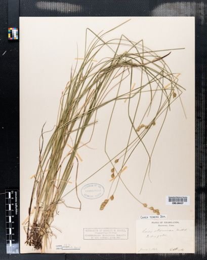 Carex tenera