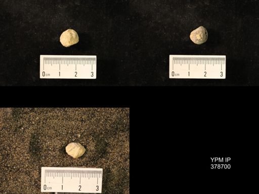 Marginifera wabashensis