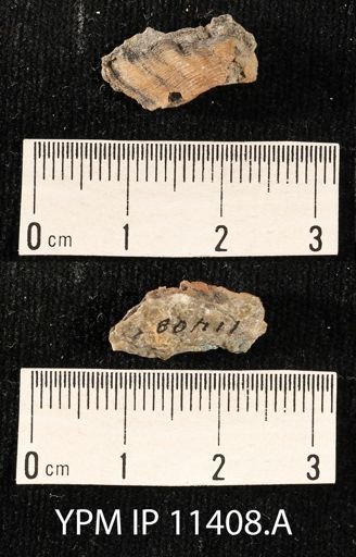 Streptorhynchus undulatus