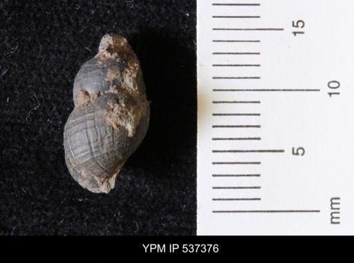 Goniobasis ortmanni