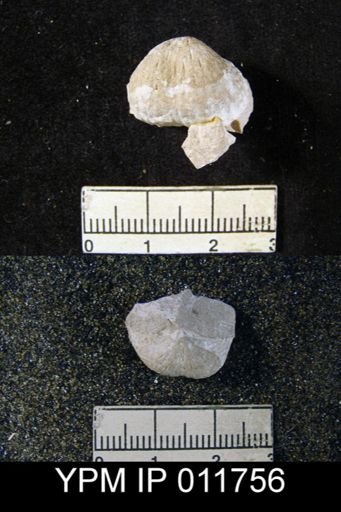 Marginifera wordensis