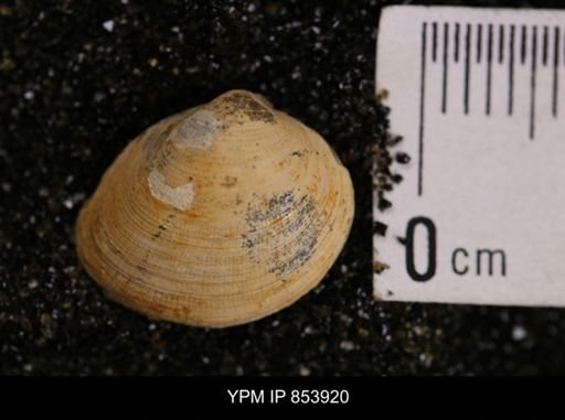 Limopsis striatopunctatus