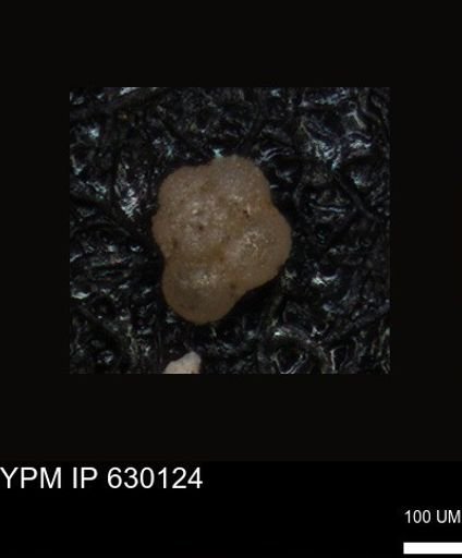 undet. Foraminiferida