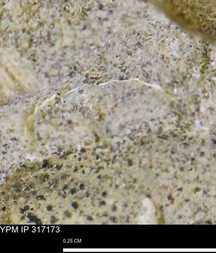 undet. Mollusca