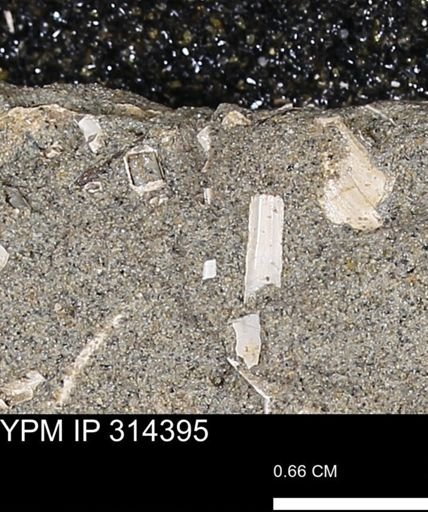 undet. Scaphopoda