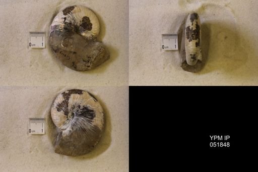 Hoploscaphites nicolletii