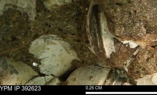 Protocardia subquadrata
