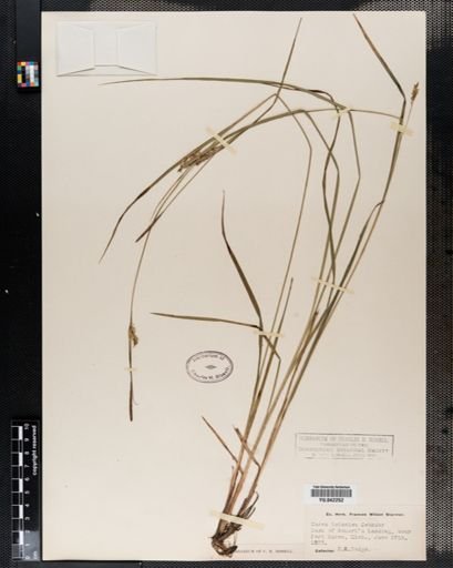 Carex tetanica