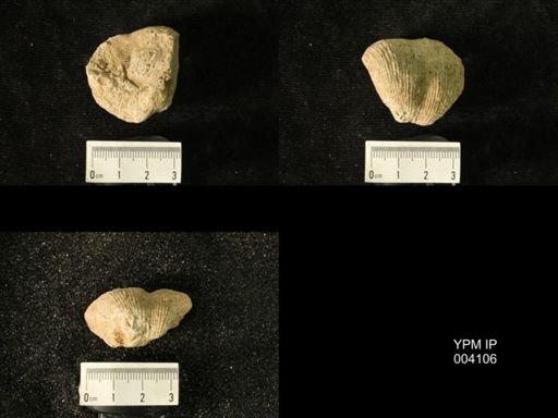 Productus uralicus