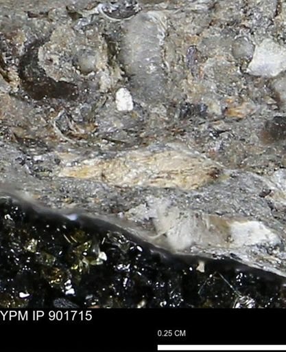 undet. Mollusca