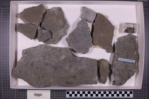 mixed taxa, stratigraphic collection