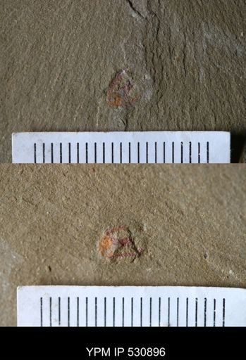 Stylophora?