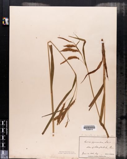 Plantae