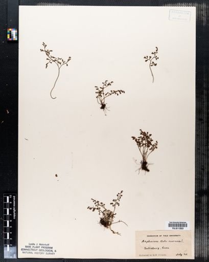 Asplenium ruta-muraria