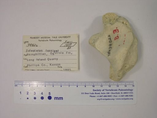 Teleoceras fossiger