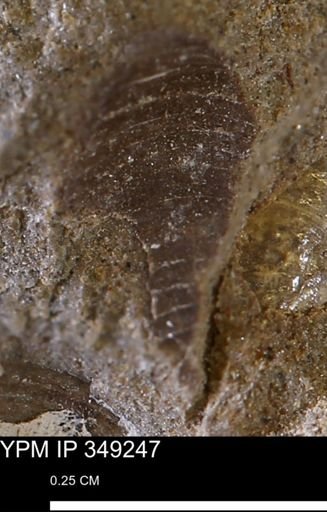 undet. Mollusca