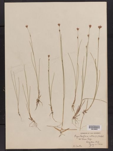 Rhynchospora alba