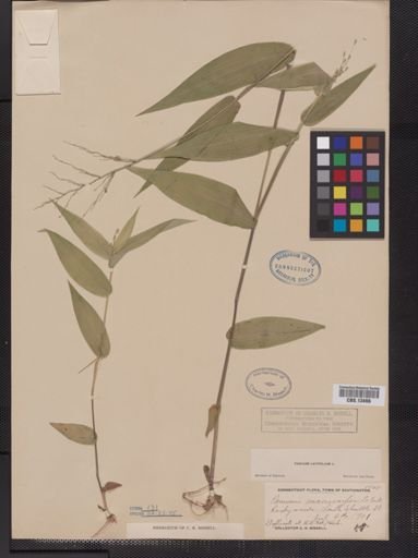 Panicum latifolium
