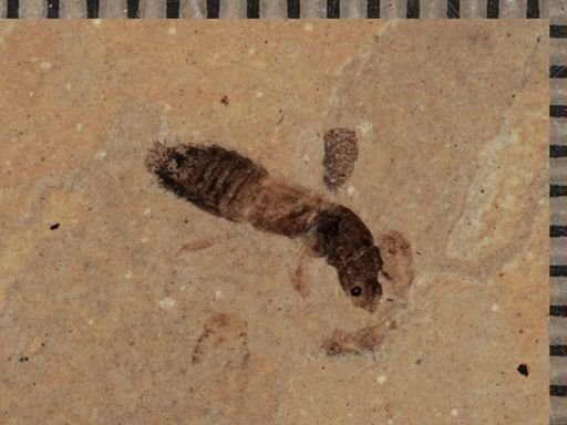 undet. Staphylinidae