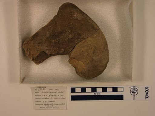 Hadrosauridae