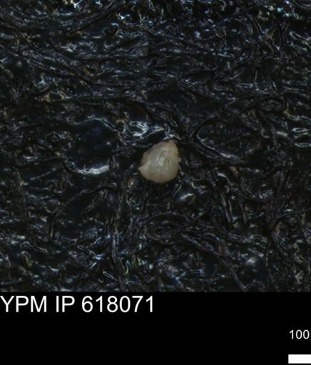 undet. Foraminiferida