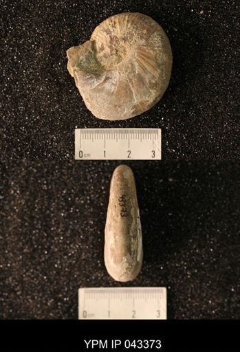 Hoploscaphites nicolletii
