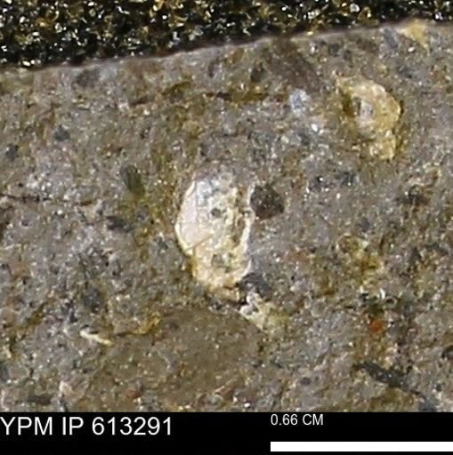 Scaphites sp.