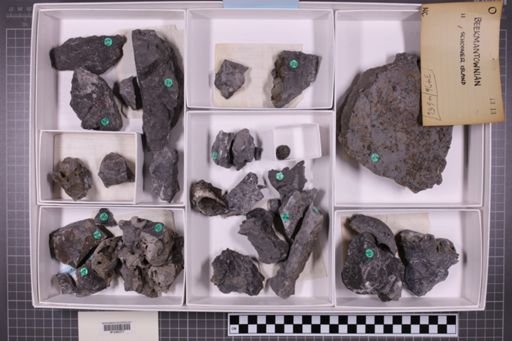 mixed taxa, stratigraphic collection