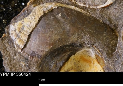 Parallelodon (Cosmetodon) sp.