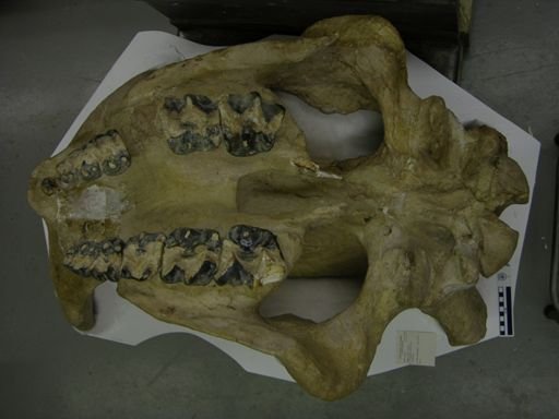 Lamna obliquus