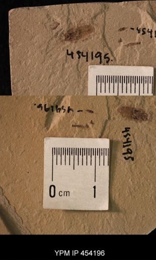 undet. Hexapoda
