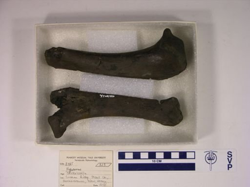 Hyposaurus