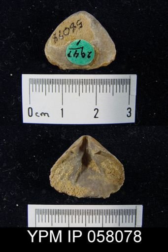 Meristella atoka