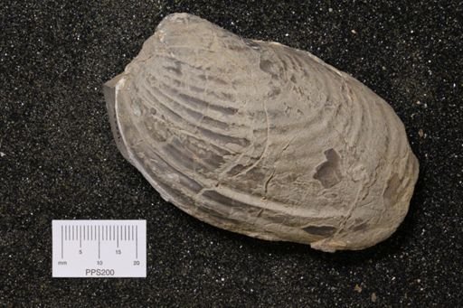 Inoceramus barabini