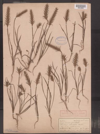 Plantago aristata